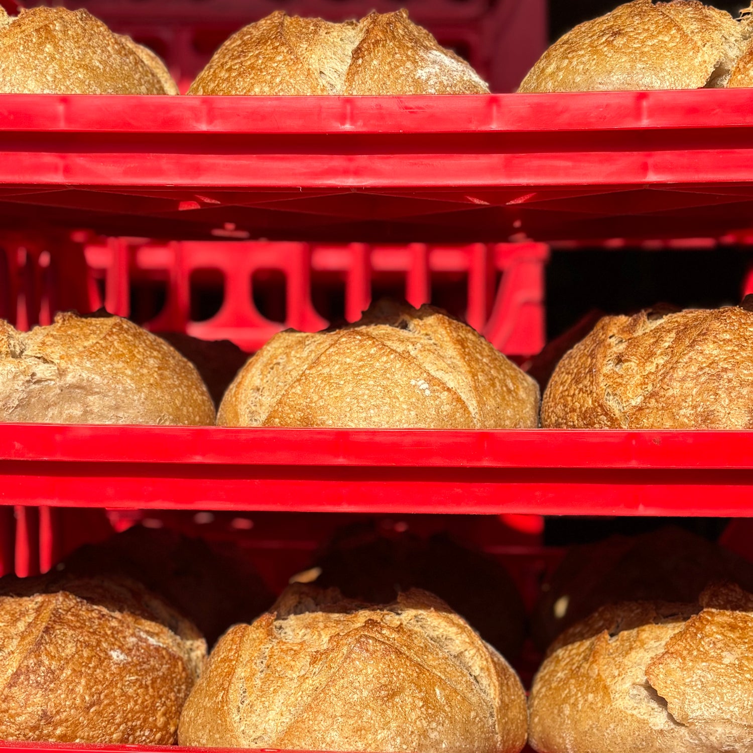 Loaves of sourdough bread in red plastic crates.