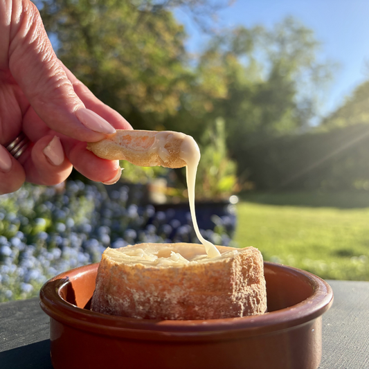Person dipping breadstick into a wheel of torta style cheese, creating a cheese pull. Outdoors with trees and grass in the background